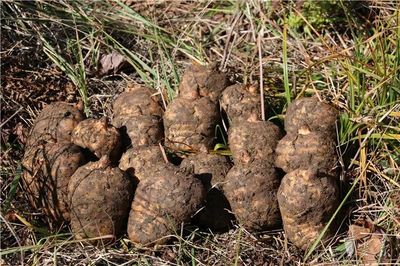 彝良榮膺“全國天麻生產先進縣”，烏蒙深山里的“金疙瘩”何以閃耀全國？