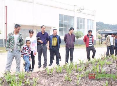 科技賦能 產業興農——鎮沅開展天麻中藥材種植技術培訓助力鄉村振興